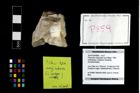 Foto (Objekt + Etikett) von Pithonoton marginatum (von Meyer, 1842)  (NHMW-GEO-2014-0194-0859)